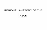 REGIONAL ANATOMY OF THE NECK - is.muni.cz · regio cervicalis anterior et lateralis regio cervicalis posterior . regio cervicalis anterior (trigonum cervicale mediale): ... n. transversus