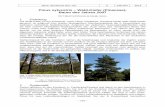 Pinus sylvestris – Wald-Kiefer (Pinaceae Baum des Jahres 2007 · Jahrb. Bochumer Bot. Ver. 5 246-254 2014 – 246 – Pinus sylvestris – Wald-Kiefer (Pinaceae ), Baum des Jahres