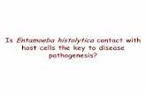 Is Entamoeba histolyticacontact with host cells the key to ... · Outcome of E. histolytica(Eh) infection in the gut Asymptomatic infection Trophozoites colonize Acute inflammatory