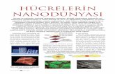 hucrelerinNano4 2/6/5 13:32 Page 62 H CRELERÜN NANOD …biyolojiegitim.yyu.edu.tr/teknopdf/yuz20074S.pdf · teknikleri. N e var ki, klasik fotolitografi-de kullanÝlan kim yasallar