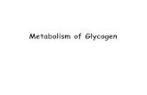 Metabolism of Glycogen - personalas.ktu.ltjulivan/MF rudens semestras/Basis of... · •The glucose-1-phosphate produced by the action of glycogen phosphorylase is converted to glucose-6-phosphate