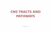 CNS TRACTS AND PATHWAYS · – pyramidal pathway (tractus pyramidalis)