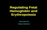 Regulating Fetal Hemoglobin and Erythropoiesis · Regulating Fetal Hemoglobin and Erythropoiesis Flávia Costa, PhD College of Biosciences
