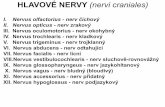 HLAVOVÉ NERVY (nervi craniales) - is.muni.cz · I. Nervus olfactorius - nerv čichový II. Nervus opticus - nerv zrakový III. Nervus oculomotorius - nerv okohybný IV. Nervus trochlearis