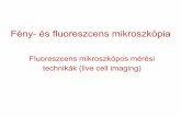 Fluoreszcens mikroszkópos mérési technikák (live cell imaging)physiology.elte.hu/eloadas/Neurobiologia_merestech/mikroszkopia5_2017.pdf · Fluoreszcens „stopper” (timer) Fluoreszcens