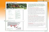 Orang-Utan Jahre bekommt ein Orang-Utan-Weibchen Nachwuchs. Durch diese lange Zeitspanne zwischen den Geburten kann sich die Population der Orang-Utans kaum wieder erholen. Aufgabe