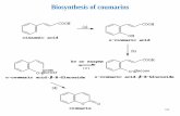 Biosynthesis of coumarins - Philadelphia University 1 Part C.pdf · Biosynthesis of coumarins 100. Khellin It is a furanochromone, an organic compound which is a derivative of chromone