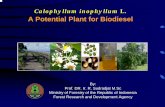 A Potential Plant for Biodiesel · Laporan penelitian pembuatan biodiesel dari biji nyamplung. Laporan Hasil Penelitian P3HH. Tidak diterbitkan Sulaeman,A.G.(2008). Jenis-jenis tanaman
