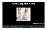 G30: Leg and Knee - anatomy.med.utah.edu Leg 2008.ppt.pdf · 1) Muscles of the Anterior Leg Anterior leg mm. • Tibialis anterior • Extensor digitorum longus • Extensor hallicus