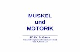 MUSKEL und MOTORIK - Goethe-Universität · 1) Einführung, Überblick, Muskeltypen 2) Elektromechanische Kopplung (Skelettmuskulatur) 3) Das Skelettmuskelsystem: Spinale Kontrolle