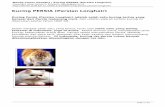 Kucing PERSIA (Persian Longhair) - anitanet.staff.ipb.ac.idanitanet.staff.ipb.ac.id/wp-content/plugins/as-pdf/Denda Canez Venatici...Kucing Persia (Persian Longhair) adalah salah satu