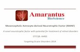 Mesencephalic+Astrocyte1derived+Neurotrophic+Factor+(MANF)+content.stockpr.com/amarantus/media/aa7c4b1851ace125f2856a73c964655e.pdf · FromAstrocytes-to-DA-Neuronsto-the-Retina-!