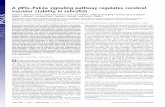 A Pix–Pak2a signaling pathway regulates cerebral vascular ... · PDF fileA Pix–Pak2a signaling pathway regulates cerebral vascular stability in zebrafish Jing Liu*, Sherri D. Fraser*,