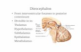 Diencephalon - gmch.gov.in lectures/Anatomy/diencephalon.pdf · Diencephalon • From interventricular foramen to posterior commissure • Divisible in to: Thalamus Hypothalamus Subthalamus