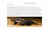 6primaria1516.files.wordpress.com€¦ · Web viewTASMANIAN DEVIL. The Tasmanian devil (Sarcophilus harrisii) is a carnivorous marsupial of the family Dasyuridae, now found in the