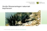 Große Wasseranlagen naturnah bepflanzen · Fauna •Zuwanderung ... - Halmbruch bei Phragmites australis durch starken Wellengang und Boote - Schutz durch Buschlahnungen . Buschlahnung