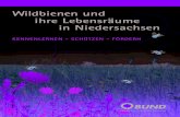 Broschüre CS6 Wildbien und ihre Lebensräume in Niedersachsen · (Calluna vulgaris) und Krähenbeere (Empetrum nigrum) vor. Letztere ist typisch Letztere ist typisch für den Lebensraum,