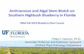 Anthracnose and Algal Stem Blotch on Southern Highbush ...52.23.187.59/wp-content/uploads/2014/10/2014-FBGA-HARMON_for-FBGA.pdfDisease happenings 2014 Blueberry Samples so far 2014