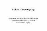 Fokus – Bewegung - Universität Leipzighome.uni-leipzig.de/vetisrv/moodincl/get_file.php?file=datei2830--22-Fokus... · Dichelobacter nodosus (auch Habitat in Hornkronsaumnähe)