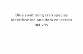 Blue swimming crab species identification and data ...ifish.id/e-library/library/trainingmaterial/Training content 2c - Blue... · Collapsible traps / Bubu Bait pieces Baiting traps