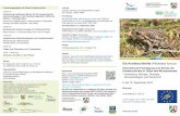 Die Knoblauchkröte (Pelobates fuscus) · genetik der Art, zur Bioakustik und über vergleichende Untersu- chungen der im Life-Projekt angewendeten Aufzuchtmethoden bei der Nachzucht