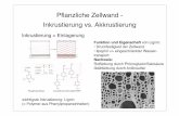 Pﬂanzliche Zellwand - Inkrustierung vs. Akkrustierunguser.uni-frankfurt.de/~dingerma/Podcast/CytologieWS10_9.pdf · Pﬂanzliche Zellwand - Inkrustierung vs. Akkrustierung Funktion
