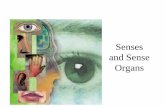 Senses and Sense Organs - coralspringscharter.org · system of SENSE ORGANS. Sensory Systems represent an integration of the functions of the PNS and CNS. The Sensory Division of