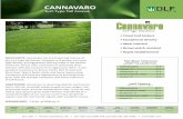 Cannavaro-ts - DLF Pickseed · Title: Cannavaro-ts.cdr Author: Rima Created Date: 10/13/2016 7:00:39 PM