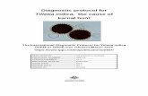 Diagnostic protocol for - plantbiosecuritydiagnostics.net.au · This version of the National Diagnostic Protocol (NDP) for karnal bunt is current as at the date contained in the version
