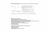 Ösophagus - staff.uni-giessen.degk1728/downloads/patho05.pdf · 4 Ösophagus Erkrankungen und pathologische Befunde 2. Reflux-Ösophagitis/Therapie Vermeidung von refluxauslösenden