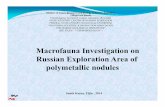 Macrofauna Investigation on Russian Exploration Areaof ... · 7 Brachiopoda 28 2,3 8 Ascidiacea 24 2,0 9 Actiniaria 22 1,8 10 Anthozoa 15 1,3 11 Bivalvia 80,7 12 Hydrozoa 80,7 13