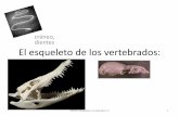 cráneo, dientes El esqueleto de los vertebrados 2016-17 03 esqueleto III.pdf · que forman la cara Neurocráneo: los huesos del cráneo que encierran el encéfalo PAVYH esqueleto