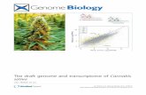 The draft genome and transcriptome of Cannabis sativa · We report a draft haploid genome sequence of 534 Mb and a transcriptome of 30,000 genes. Comparison of the Comparison of the