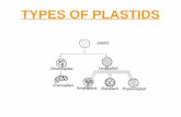TYPES OF PLASTIDS - samagra.kite.kerala.gov.in fileAmyloplast Elaioplast proteinoplast Plastoqlinone cytochrome b6f NADP Ferredoxin Stroma Lumen ATP Synthase Photosystem I Photosystem