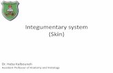 Integumentary system (Skin) - Weeblyjumed16.weebly.com/uploads/8/8/5/1/88514776/skin.pdf · Integumentary system (Skin) Dr. Heba Kalbouneh Assistant Professor of Anatomy and Histology