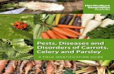 Pests, Diseases and Disorders of Carrots, Celery and Parsley · Pests, Diseases and Disorders of Carrots, Celery and Parsley A FIELD IDENTIFICATION GUIDE Jenny Ekman and Len Tesoriero