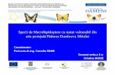 Specii de Macrolepidoptere cu statut vulnerabil din aria ...didu.ulbsibiu.ro/postdoc/campus15martie2012/moise.pdf · Din analizele efectuate de-a lungul timpului s-a constatat reducerea