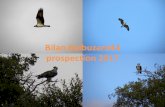 Bilan Balbu 2017 - files.biolovision.netfiles.biolovision.net/ · Renaud Nadal et Yvan Tariel –Ligue pour la Protection des Oiseaux –Birdlife France La position géographique