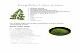 Moringa Oleifera: Der Baum des Lebens - blauer-planet.de · Moringa ist voll mit Vitaminen, einige der vorhandenen Vitamine in den verschiedenen Pflanzen enthalten Vitamin C, Beta-Carotin