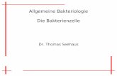 Allgemeine Bakteriologie Die Bakterienzelle der Zelle.pdf · Angriffspunkt für Antibiotika (Tetrazykline, Chloramphenicol, Erythromycin, Aminoglykoside u. a.) Ribonukleinsäuren