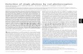 Detection of single photons by rod photoreceptors · Detection of single photons by rod photoreceptors Jürgen Reingrubera, Johan Pahlbergb, Michael L. Woodruffc, Alapakkam P. Sampathb,
