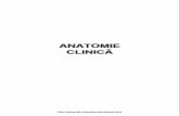 PDF Anatomie Clinica Ion Albu - Rasfoieste Online · Anatomiei topografice sunt prezentate diferitele regiuni ale corpului uman, cu delimitarea, structura ºi stratigrafia proprie
