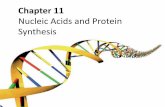 Nucleic Acids and Protein Synthesis · Nucleic Acids and Protein Synthesis . Molecular Biology Biomolecules are synthesized in the same order. transcription translation general transfer: