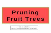 Pruning Fruit Trees - Colorado State Forest Service · –Pruning and Training •Optimize sunlight for flower bud initiation and fruit color development •Overall tree structure