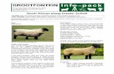 South African Sheep breeds - Suffolk - South African Sheep breeds -  ¢  South African sheep