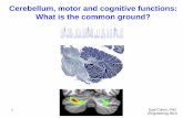 Cerebellum, motor and cognitive functions: What is the ... · 3 Small but Hefty… Over 50% of the Brain’s Neurons are in the Cerebellum!! The Convoluted Cerebellar Cortex consists