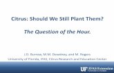 Citrus: Should We Still Plant Them? The Question of the Hour. · Citrus: Should We Still Plant Them? The Question of the Hour. J.D. Burrow, M.M. Dewdney, and M. Rogers University