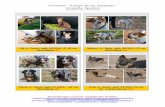 Tierheim Amigos de los Animales Granada, Spanien · Tierheim "Amigos de los Animales" Granada, Spanien aktualisiert am 4. März 2019 Beschreibungen und Fotos auf folgenden Portalen: