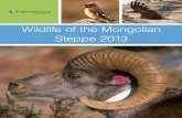 Wildlife of the Mongolian Steppe 2013 - Earthwatch Institute · Wildlife of the Mongolian Steppe 2013 Dear earthWatch Volunteer, ... agama and racerunner lizards, and, if you are
