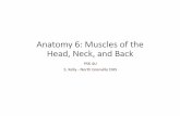 Anatomy 6: Muscles of the Head, Neck, and Back · Anatomy 6: Muscles of the Head, Neck, and Back PSK 4U S. Kelly - North Grenville DHS